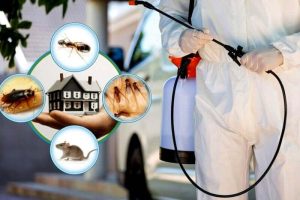 Commercial Pest Control: Strategies for Effective Results
