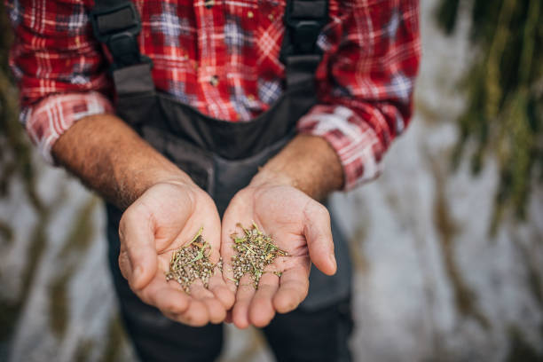 Top Rated Seed Banks for Buying Cannabis Seeds